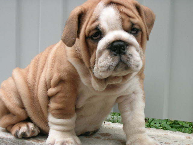 Auditions will be held to find a Cardiff-based pooch destined for fame at Cardiff�s New Theatre 
