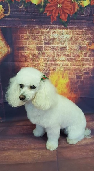 PUCCINI LA BOHEME

STARRING FLOSS A COCKAPOODLE AS MUSETTA'S DOG AT SWANSEA GRAND THEATRE ON THURSDAY 6TH APRIL
