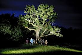 At National Theatre Wales by National Theatre of Wales- Branches: the Nature of Crisis