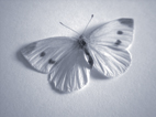 Theatr y Byd by Theatr y Byd- Butterfly
