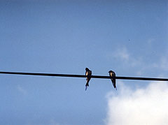 The Milford Swallows